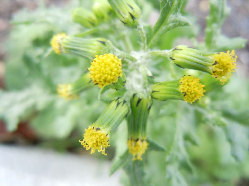 Senecio vulgaris